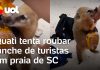 Briga entre um quati e um turista ocorre na praia de Santa Catarina, envolvendo uma disputa por um pacote de sanduíches