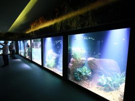 O Aquário Municipal e o Museu do Rio voltam a atender ao público depois do Carnaval em Cuiabá