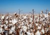 Produtores de algodão de MT têm até sábado (15) para realizar cadastro das propriedades