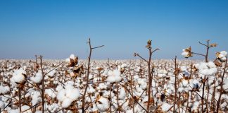 Produtores de algodão de MT têm até sábado (15) para realizar cadastro das propriedades