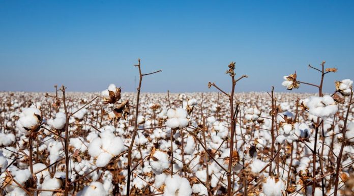 Produtores de algodão de MT têm até sábado (15) para realizar cadastro das propriedades