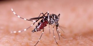 Mato Grosso registra 31 mortes por dengue e chikungunya e ultrapassa 30 mil casos