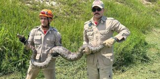 Corpo de Bombeiros Resgata Jiboia de 4 Metros e Cão Pitbull em Mato Grosso