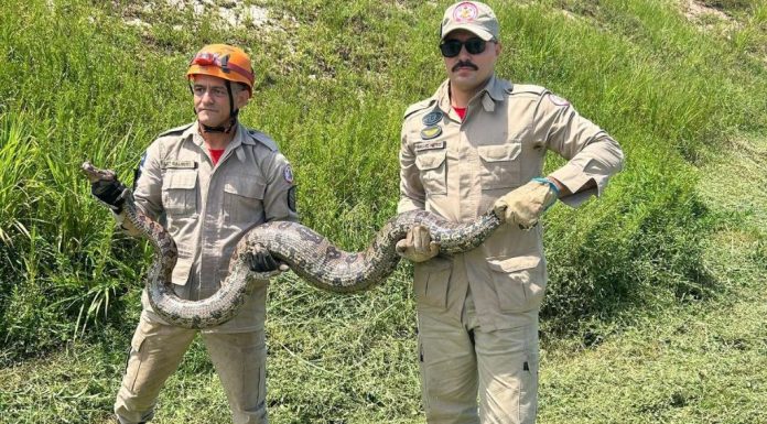 Corpo de Bombeiros Resgata Jiboia de 4 Metros e Cão Pitbull em Mato Grosso