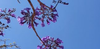 Mais de 50 mudas de Ipê Roxo serão plantadas para homenagear vítimas de feminicídios em MT