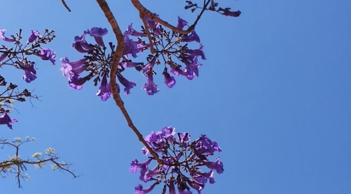 Mais de 50 mudas de Ipê Roxo serão plantadas para homenagear vítimas de feminicídios em MT