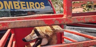 Resgatado de um restaurante em Jaciara, um lobo-guará mostrou-se encurralado e agressivo