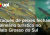 Incidentes envolvendo peixes resultam na proibição de acesso ao renomado resort de Bonito, no Mato Grosso do Sul; um banhista perde o dedo
