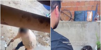 Husky é salvo depois que um vídeo revela o responsável agredindo o animal com um cinto em VG; assista ao vídeo