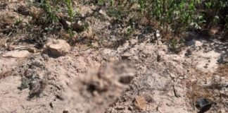 Trabalhadores de estrada descobrem um cadáver envolto em corda em MT