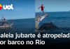 Uma baleia jubarte é atingida por uma embarcação em Arraial do Cabo, no estado do Rio de Janeiro; confira