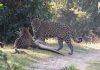 Onça-pintada usa falso cio como estratégia para salvar filhote de macho agressivo no Pantanal; veja vídeo