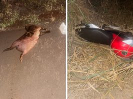 Colisão com capivara deixa motociclista e passageiro feridos em Mato Grosso