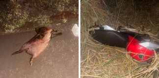 Colisão com capivara deixa motociclista e passageiro feridos em Mato Grosso
