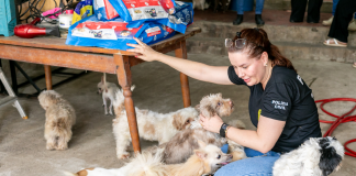 Animais resgatados passam por atendimento e preparo para vida em abrigo provisório