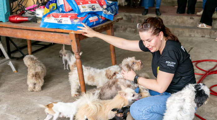Animais resgatados passam por atendimento e preparo para vida em abrigo provisório