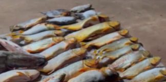 Polícia Militar prende homem com 200 quilos de pescado irregular dentro de carro