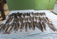 Companhia Ambiental da PM apreende 412 quilos de pescado irregular em cidade de MT