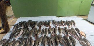 Companhia Ambiental da PM apreende 412 quilos de pescado irregular em cidade de MT