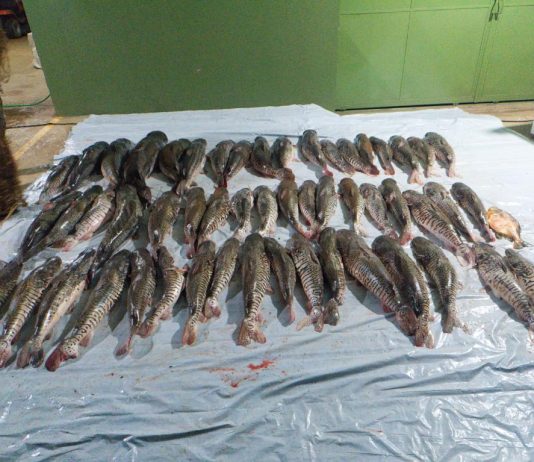 Companhia Ambiental da PM apreende 412 quilos de pescado irregular em cidade de MT