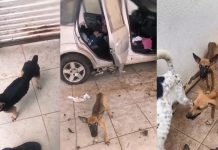 Cães desnutridos abandonados há 20 dias são resgatados em residência em Cuiabá