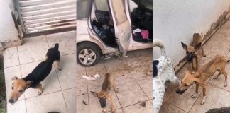 Cães desnutridos abandonados há 20 dias são resgatados em residência em Cuiabá