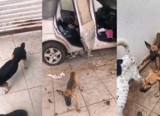Cães desnutridos abandonados há 20 dias são resgatados em residência em Cuiabá