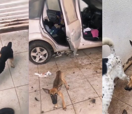 Cães desnutridos abandonados há 20 dias são resgatados em residência em Cuiabá