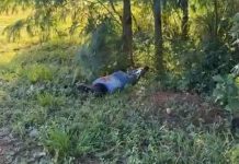 Cadáver é encontrado desovado em matagal de Pontes e Lacerda