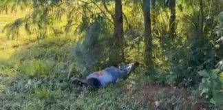 Cadáver é encontrado desovado em matagal de Pontes e Lacerda