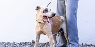 Prefeitura de Cuiabá prepara projeto para acolhimento de animais do canil municipal