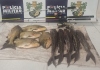 Polícia Militar prende dois suspeitos por furto de peixes em fazenda-escola de Jaciara