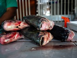 Prazo para vendedores participarem da Feira Peixe Santo termina terça-feira (17)