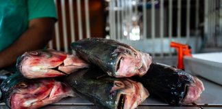 Prazo para vendedores participarem da Feira Peixe Santo termina terça-feira (17)
