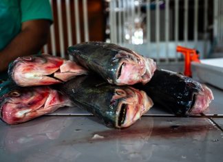 Prazo para vendedores participarem da Feira Peixe Santo termina terça-feira (17)