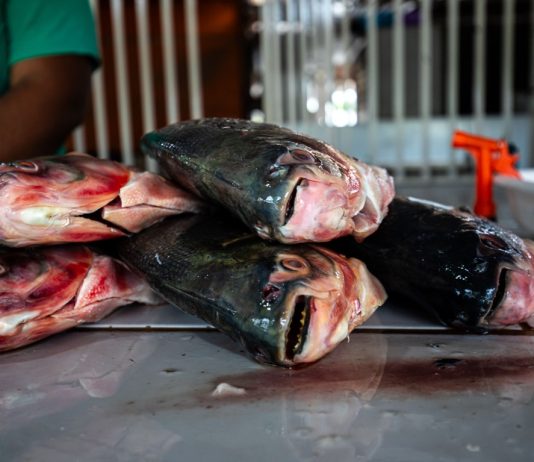 Prazo para vendedores participarem da Feira Peixe Santo termina terça-feira (17)