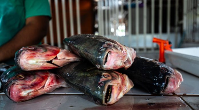 Prazo para vendedores participarem da Feira Peixe Santo termina terça-feira (17)