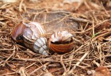Prefeitura de Cuiabá orienta população sobre prevenção ao caramujo africano