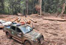 Batalhão Ambiental da PM apreende mais de 174 m³ de madeira ilegal durante fiscalização em Marcelândia