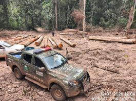 Batalhão Ambiental da PM apreende mais de 174 m³ de madeira ilegal durante fiscalização em Marcelândia
