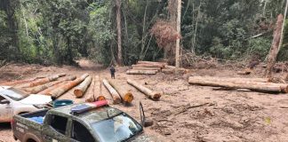 Batalhão Ambiental da PM apreende mais de 174 m³ de madeira ilegal durante fiscalização em Marcelândia