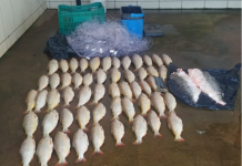 Batalhão Ambiental da PM prende homem transportando 52 unidades de pescado irregular