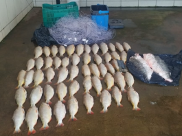 Batalhão Ambiental da PM prende homem transportando 52 unidades de pescado irregular