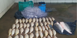 Batalhão Ambiental da PM prende homem transportando 52 unidades de pescado irregular