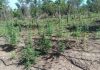 PM impede a 70ª invasão de terra e apreende plantação de 5 mil pés de maconha em Luciara
