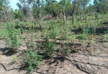 PM impede a 70ª invasão de terra e apreende plantação de 5 mil pés de maconha em Luciara
