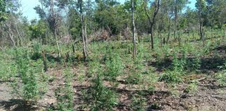 PM impede a 70ª invasão de terra e apreende plantação de 5 mil pés de maconha em Luciara