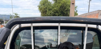 Ação conjunta resgata animais e prende dois homens suspeitos por maus-tratos