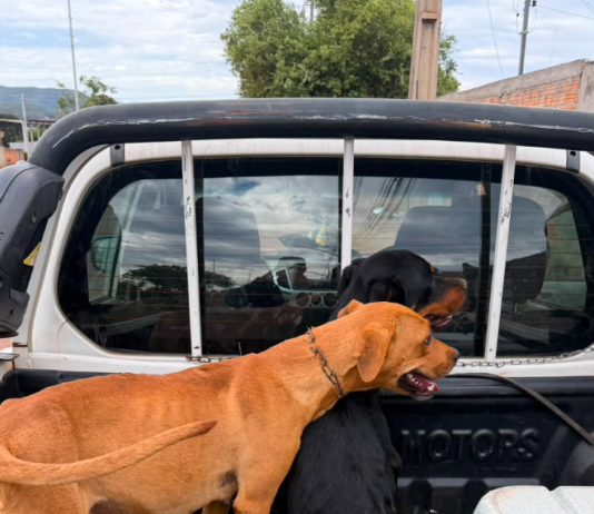 Ação conjunta resgata animais e prende dois homens suspeitos por maus-tratos