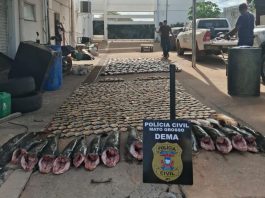 Polícia Civil apreende mais de 900 quilos de pescado irregular e desarticula esquema de pesca predatória em Cuiabá